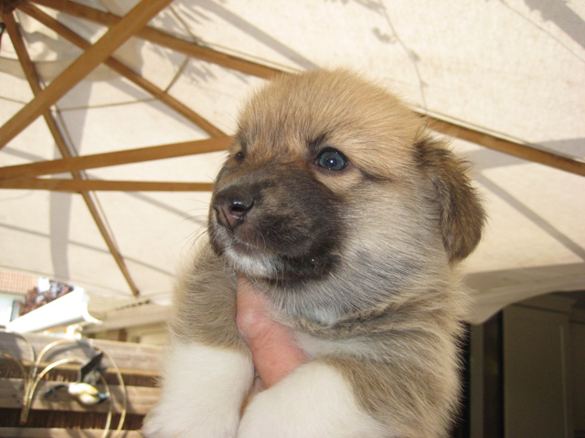 pup
